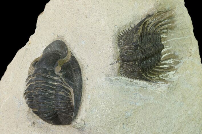 Leonaspis & Dalejeproetus Trilobite Association - Morocco #138106